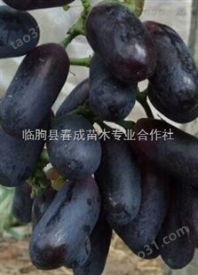 0.5-2*葡萄品种
