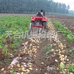 地下作物收货机械供应厂家 适用于土豆马铃薯胡萝卜花生